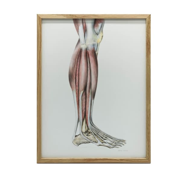 Muskler i underbenet på höger nedre extremitet - lateral vy (Norma Lateralis) - Anatomisk affisch Muskler i underbenet på höger underben - lateral vy