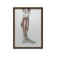Miniatyrbild 8 av 11: Muskler i underbenet på höger underben - lateral vy (Norma Lateralis) - Anatomisk affisch Muskler i underbenet på höger underben - lateral vy (Norma L