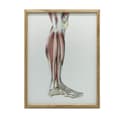 Miniatyrbild 1 av 11: Muskler i underbenet på höger underben - lateral vy (Norma Lateralis) - Anatomisk affisch Muskler i underbenet på höger underben - lateral vy (Norma L