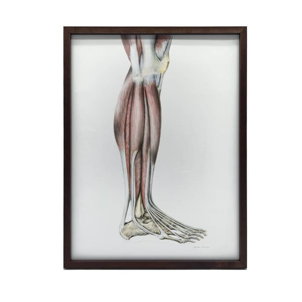 Muskler i underbenet på højre underekstremitet - sideværts (Norma Lateralis) - Anatomisk plakat Musklerne i underbenet på højre underekstremitet - sid