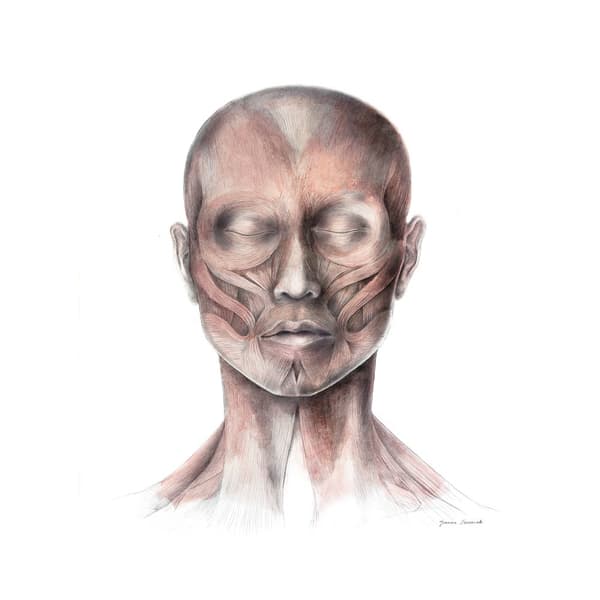 Muscles of Facial Expression - Set forfra (Norma Frontalis) - Anatomisk plakat Muscles of Facial Expression - Set forfra (Norma Frontalis) - Anatomisk