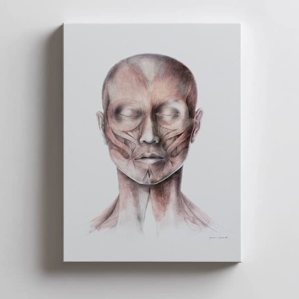 Muscles of Facial Expression - Set forfra (Norma Frontalis) - Anatomisk plakat Muscles of Facial Expression - Set forfra (Norma Frontalis) - Anatomisk
