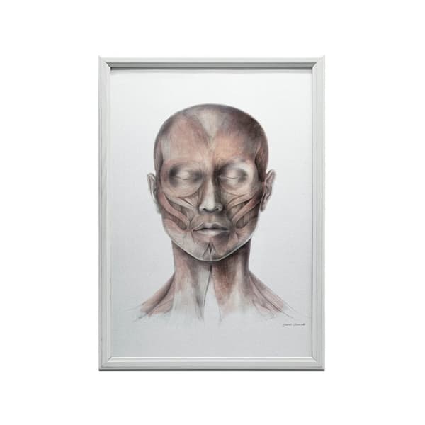Muscles of Facial Expression - Set forfra (Norma Frontalis) - Anatomisk plakat Muscles of Facial Expression - Set forfra (Norma Frontalis) - Anatomisk