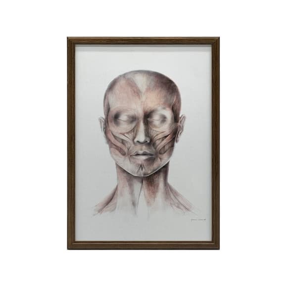 Muscles of Facial Expression - Set forfra (Norma Frontalis) - Anatomisk plakat Muscles of Facial Expression - Set forfra (Norma Frontalis) - Anatomisk