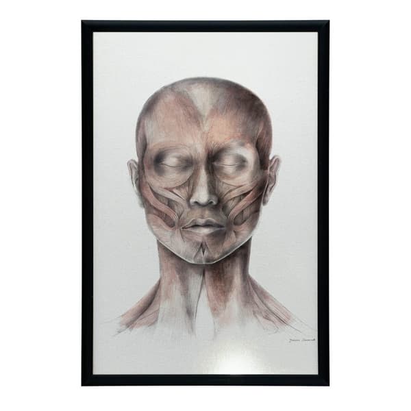 Muscles of Facial Expression - Set forfra (Norma Frontalis) - Anatomisk plakat Muscles of Facial Expression - Set forfra (Norma Frontalis) - Anatomisk