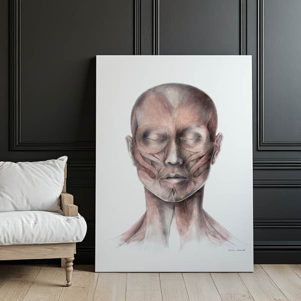 Muscles of Facial Expression - Set forfra (Norma Frontalis) - Anatomisk plakat Muscles of Facial Expression - Set forfra (Norma Frontalis) - Anatomisk