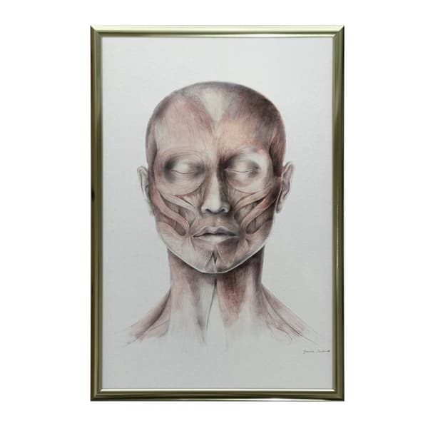 Muscles of Facial Expression - Set forfra (Norma Frontalis) - Anatomisk plakat Muscles of Facial Expression - Set forfra (Norma Frontalis) - Anatomisk