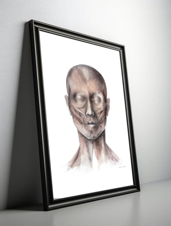 Muscles of Facial Expression - Set forfra (Norma Frontalis) - Anatomisk plakat Muscles of Facial Expression - Set forfra (Norma Frontalis) - Anatomisk