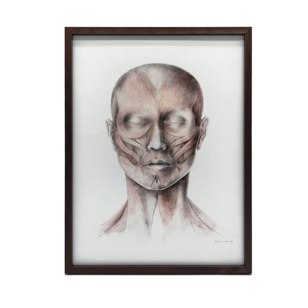 Muscles of Facial Expression - Set forfra (Norma Frontalis) - Anatomisk plakat Muscles of Facial Expression - Set forfra (Norma Frontalis) - Anatomisk