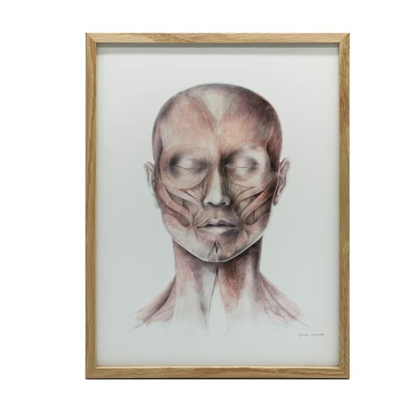 Muscles of Facial Expression - Set forfra (Norma Frontalis) - Anatomisk plakat Muscles of Facial Expression - Set forfra (Norma Frontalis) - Anatomisk