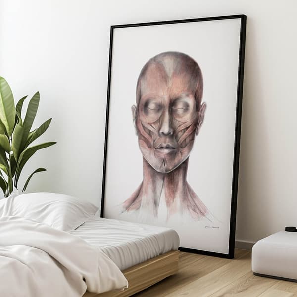 Ansiktsmuskler - Framifrån (Norma Frontalis) - Anatomisk affisch Ansiktsmuskler - Framifrån (Norma Frontalis) - Anatomisk affisch, 70x100 cm, guld alu
