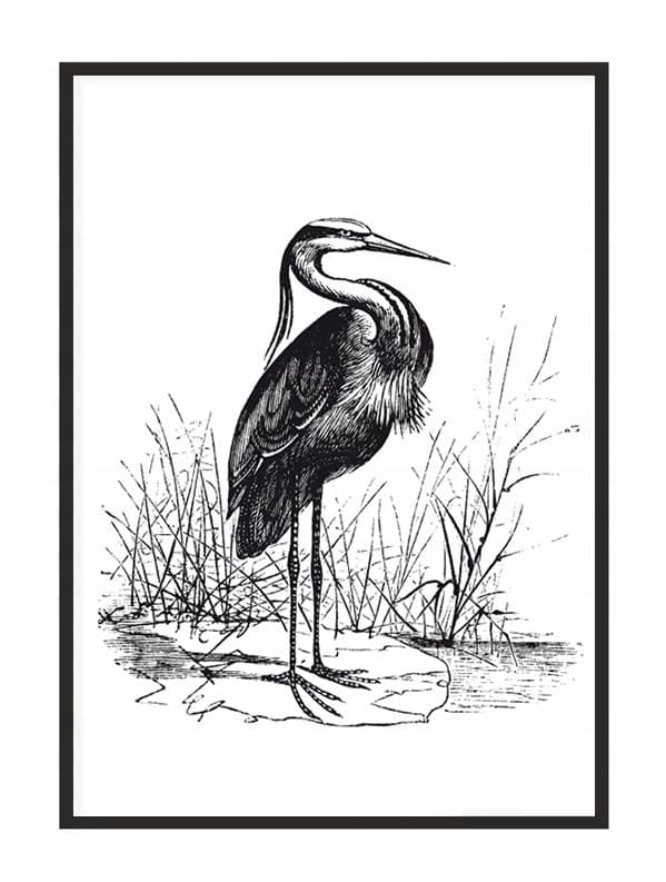 BILLEDPOKATER I RAMME 33x43 cm Heron P1746