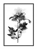 Miniatyrbild 1 av 4: POSTER I RAM 33x43 cm Akvarell P1671