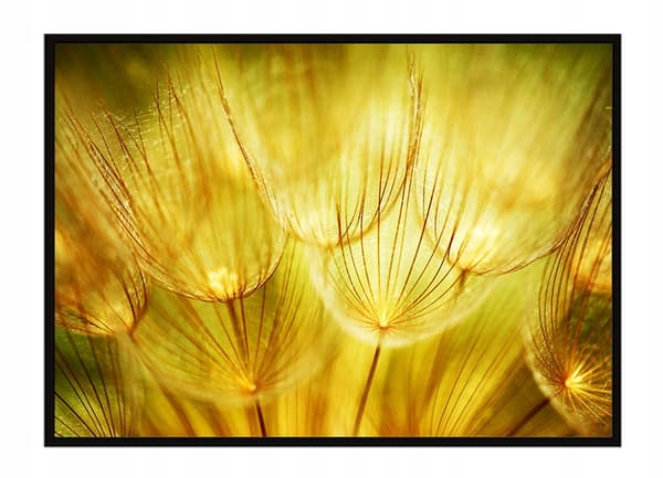 BILLEDPOKATER I RAMME 53x73 cm Mælkebøtter P1635