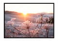 Miniatyrbillede 1 af 3: BILLEDPOKATER I RAMME 53x73 cm Blomster P1622