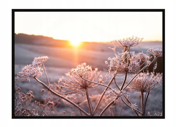 BILLEDPOKATER I RAMME 53x73 cm Blomster P1622