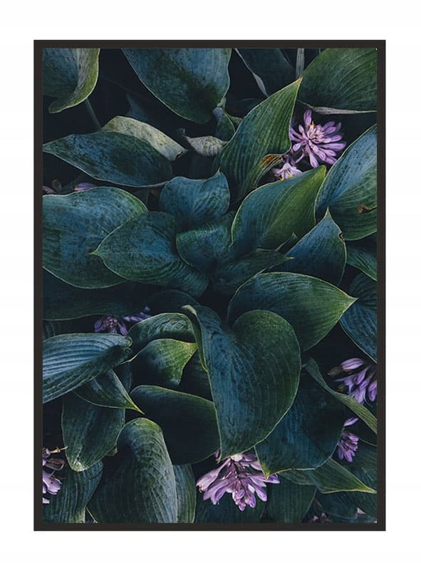 KUVAPOSTERI KEHYISSÄ 53x73 cm Lehdet P1609