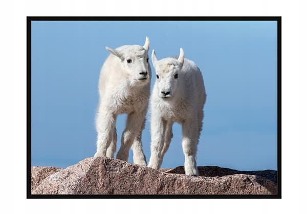 TAVELAFFIST I RAM 33x43 cm P1473