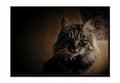 Miniatyrbild 1 av 3: TAVELAFFIST I RAM 33x43 cm Katt P2322