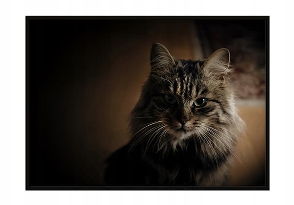 TAVELAFFIST I RAM 33x43 cm Katt P2322