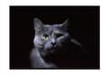 Miniatyrbild 1 av 3: TAVELAFFIST I RAM 33x43 cm Katt P1407