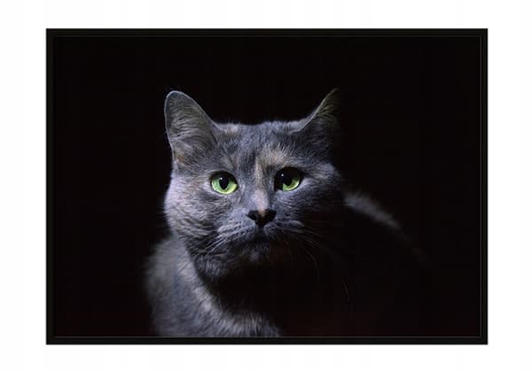 TAVELAFFIST I RAM 33x43 cm Katt P1407