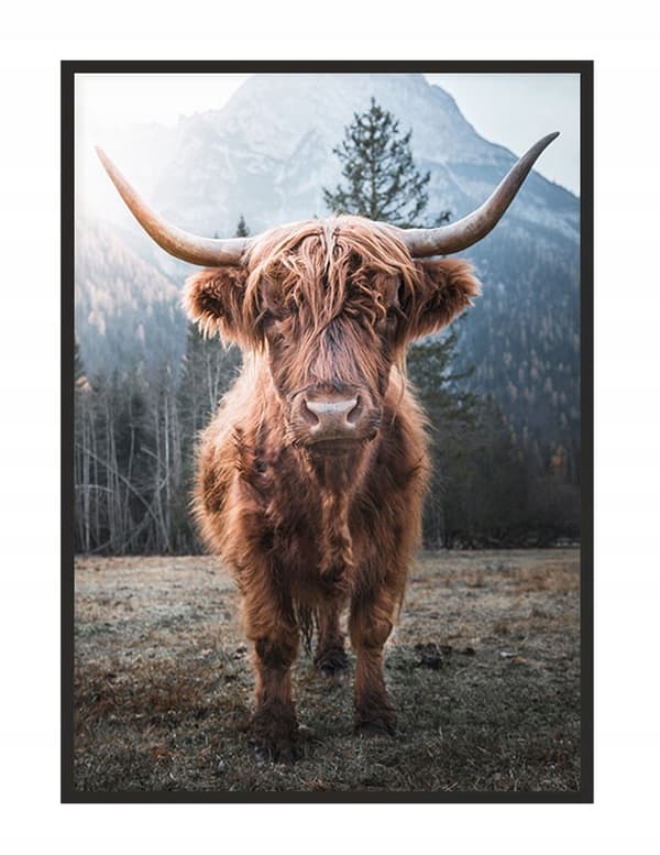 BILLEDPOKATER I RAMME 33x43 cm Highlander P1400