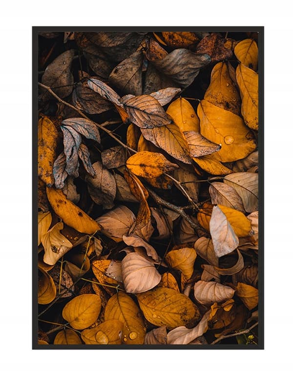 KUVAPOSTERI KEHYISSÄ 53x73 cm Lehdet P1270
