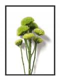 Miniatyrbild 1 av 4: TAVELAFFIST I RAM 33x43 cm Blomma P882