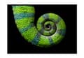 Miniatyrbild 1 av 3: TAVELAFFIST I RAM 33x43 cm Kameleon P1136