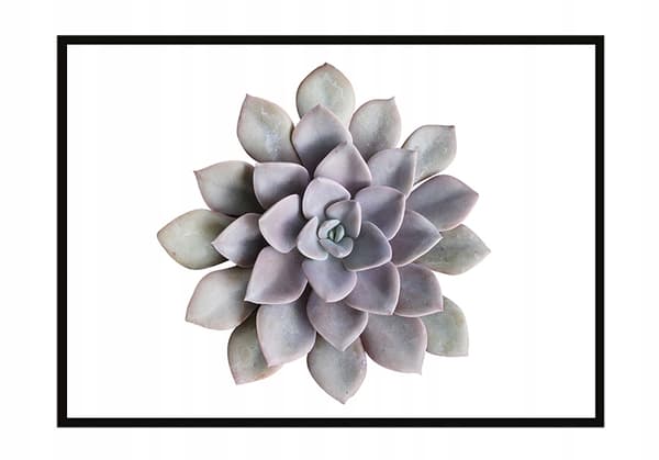 TAVELAFFIST I RAM 53x73 cm Blomma P1048