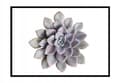 Miniatyrbild 1 av 3: TAVELAFFIST I RAM 53x73 cm Blomma P1048