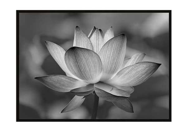 TAVELAFFIST I RAM 53x73 cm Blomma P1043