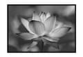 Miniatyrbild 1 av 3: TAVELAFFIST I RAM 53x73 cm Blomma P1043