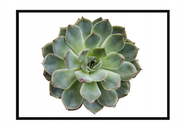 BILLEDPOKATER I RAMME 53x73 cm Blomst P1049