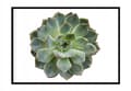Miniatyrbillede 1 af 3: BILLEDPOKATER I RAMME 53x73 cm Blomst P1049