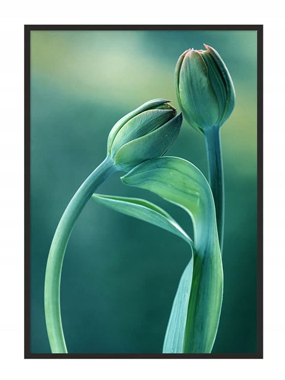 KUVAPOSTERI KEHYISSÄ 33x43 cm Tulip P852