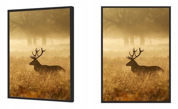 KUVAPOSTERI KEHYISSÄ 53x73 cm Kultainen peura Pio P661