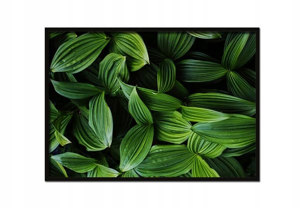 KUVAPOSTERI KEHYISSÄ 53x73 cm Lehdet Poz P641