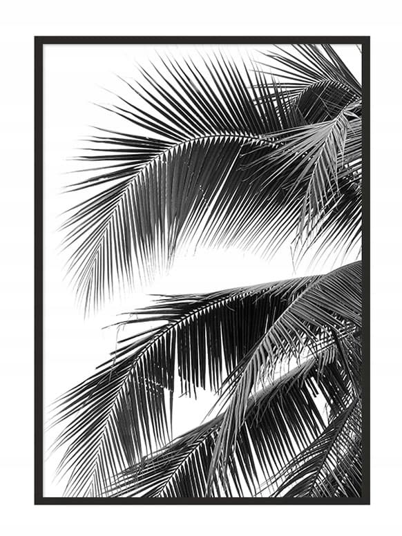 POSTER I RAM 43x33 cm Palm P689