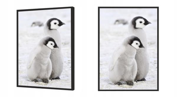 POSTER I RAM 43x33 cm Pingviner P688