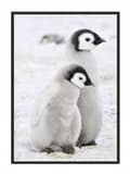 Miniatyrbild 1 av 4: POSTER I RAM 43x33 cm Pingviner P688