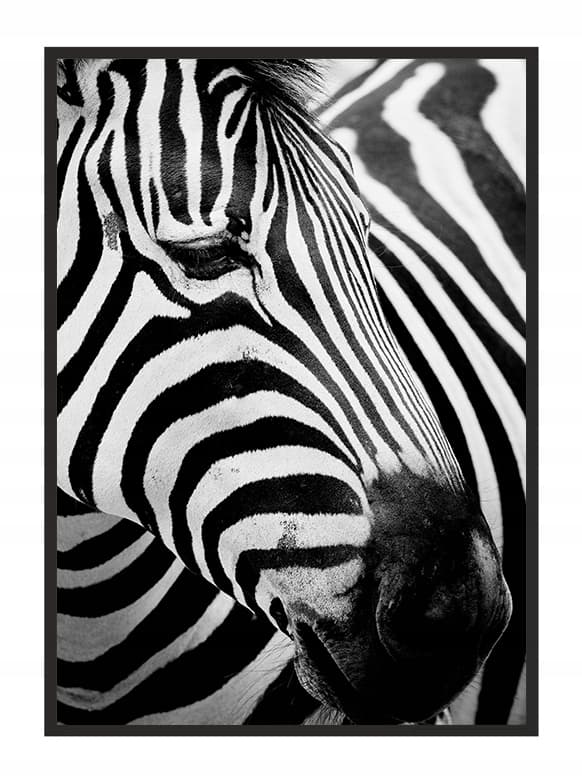 KUVAPOSTERI KEHYISSÄ 43x33 cm Zebra 7 P578