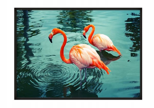 POSTER I RAM 53x73 cm Flamingo P666