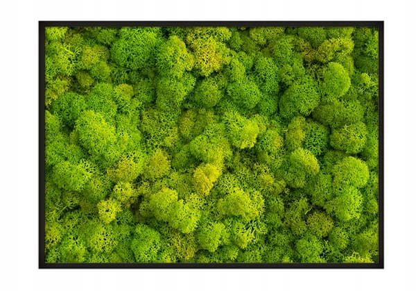 BILLEDPOKATER I RAMME 53x73 cm Lav Mos P676