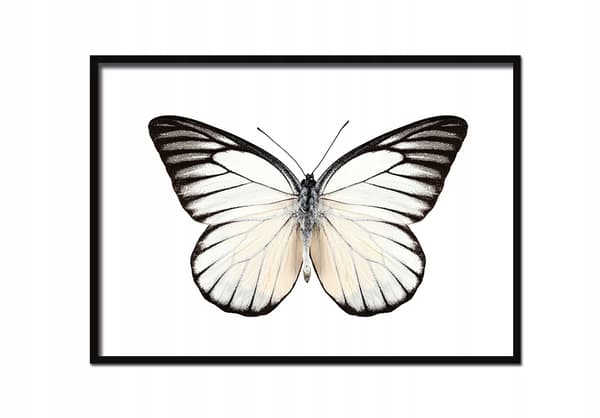 KUVAPUOLISTE KEHYISSÄ 53x73 cm Butterfly P511 vaakasuora