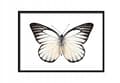 Pikkukuva 1 / 3: KUVAPUOLISTE KEHYISSÄ 53x73 cm Butterfly P511 vaakasuora