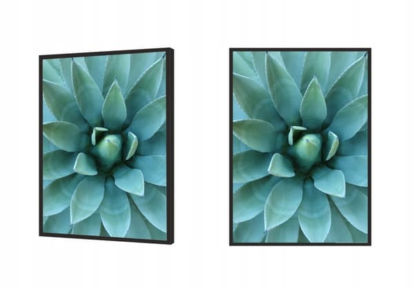 TAVELT, POSTER I RAM 73x53 cm Aloes P512