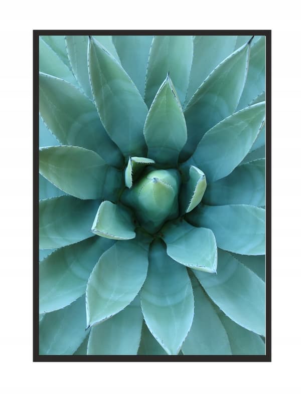 TAVELT, POSTER I RAM 73x53 cm Aloes P512