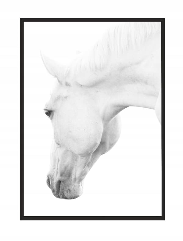 KUVA, JULISTEE KEHYISSÄ 73x53 cm Hevonen P501
